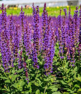 Salvia nemorosa 'Ostfriesland'